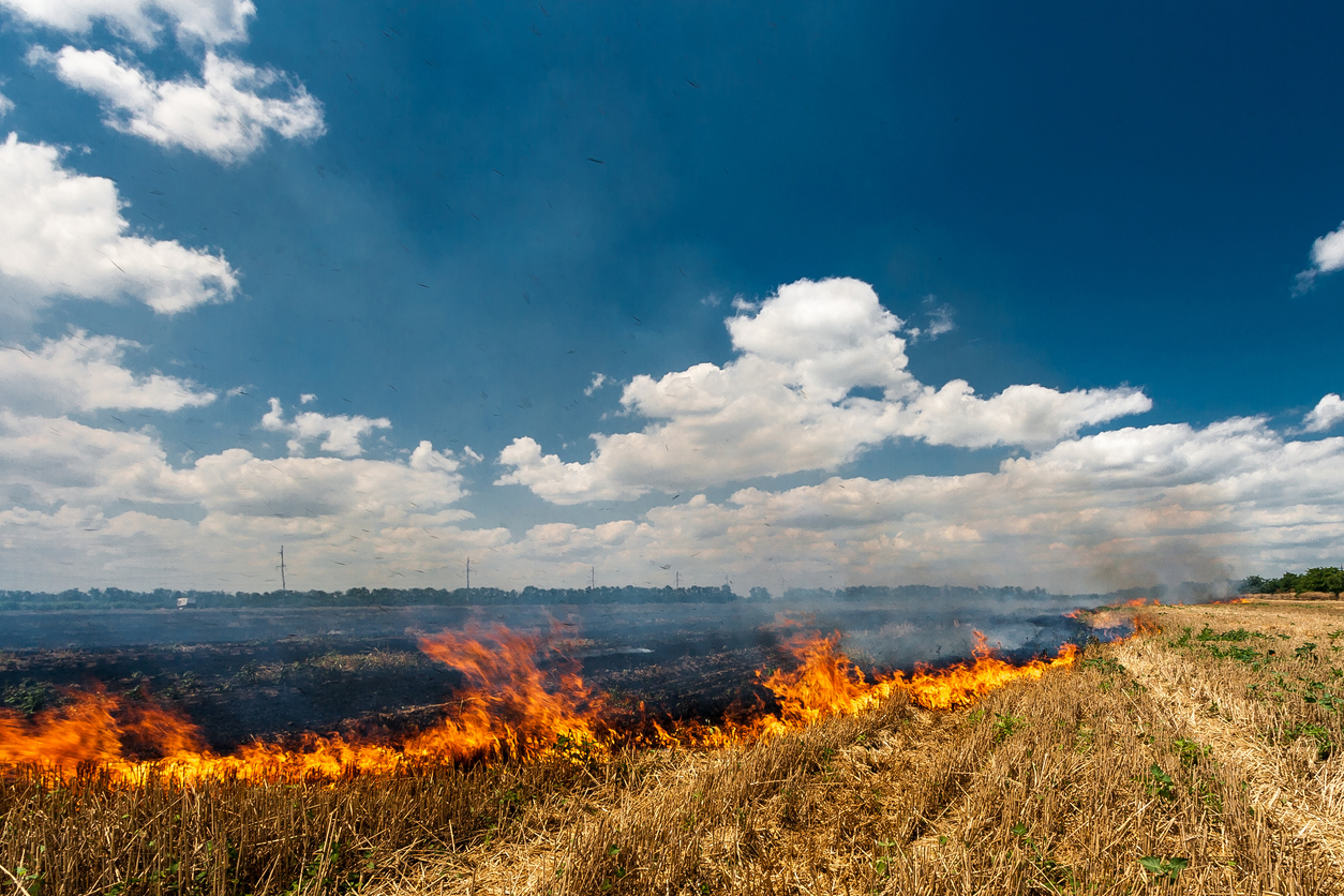 Fire burns stubble on the field destroy summer feu champ